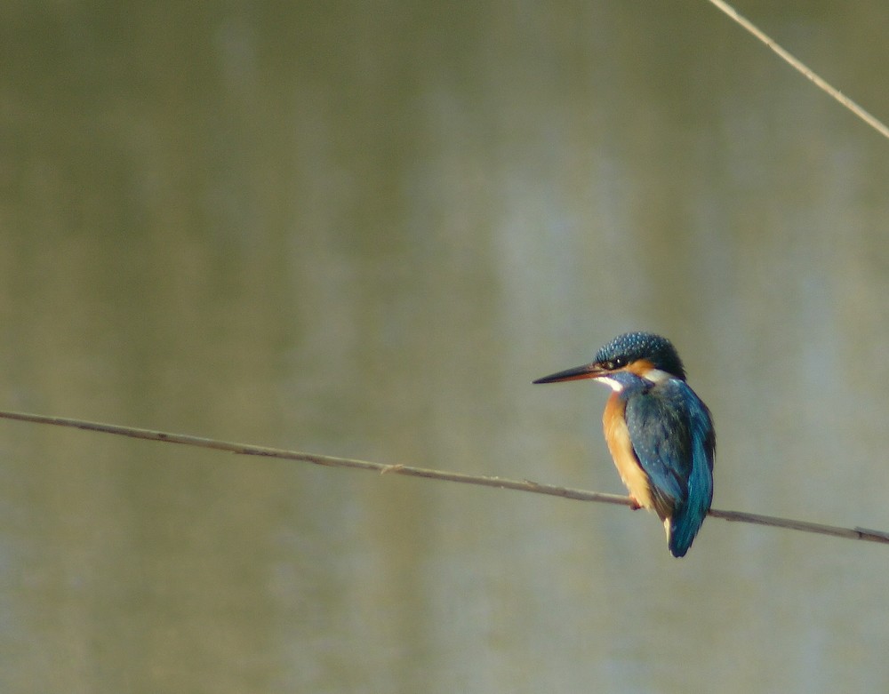 a macchia grande, buona giornata di foto